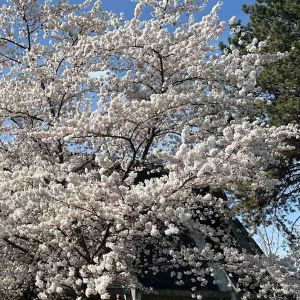 Frühlingsblüten an der Luitpoldhalle_01