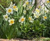 Frühlingsgrüße aus der Prinzregentenstraße_01