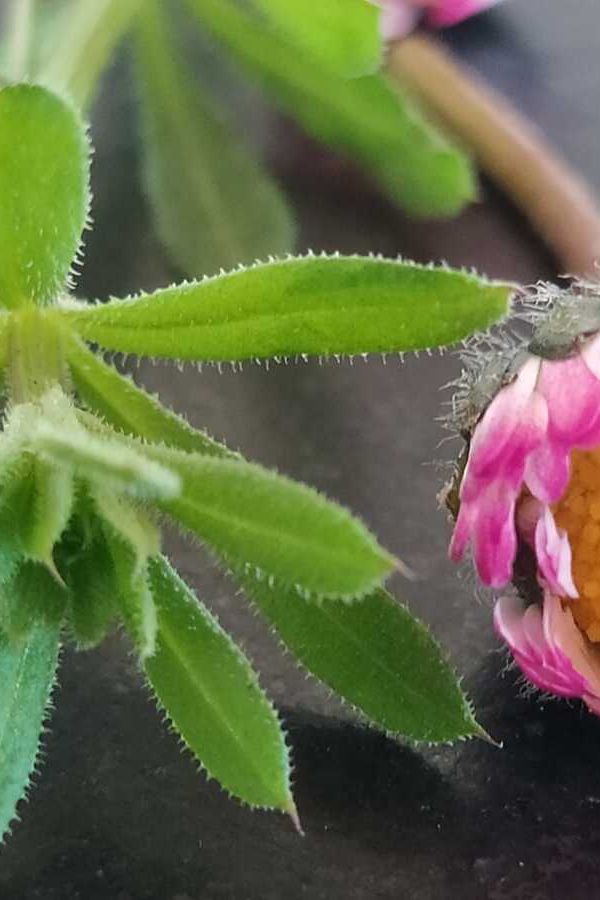 Rund um Oxymel, Hustensirup, Tee & Urtinkturen