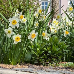 Frühlingsgrüße aus der Prinzregentenstraße_01