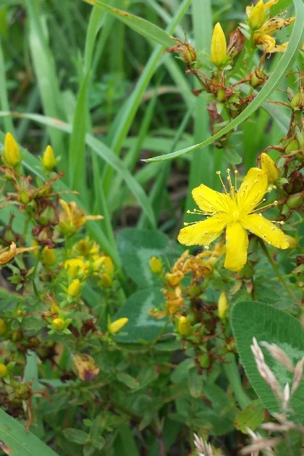 Das Johanniskraut – Sonnenspeicher des Sommers