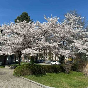 Frühlingsblüten an der Luitpoldhalle_02