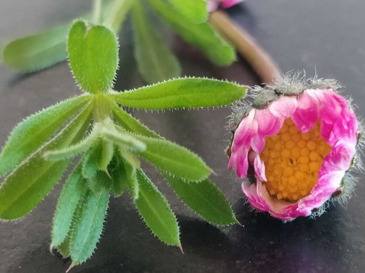 Rund um Oxymel, Hustensirup, Tee & Urtinkturen