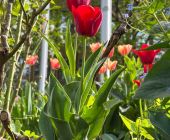 Frühlingsgrüße aus der Prinzregentenstraße_03