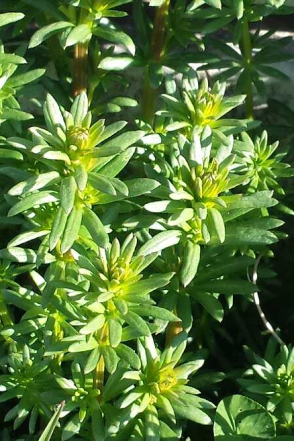 Kräuterwanderung im Kurpark Bad Endorf & Simsseemoos