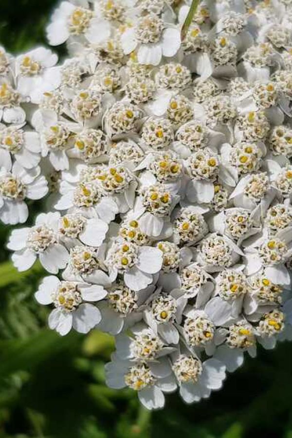 Kräuter-Workshop »Frauenkräuter für Leib und Seele«