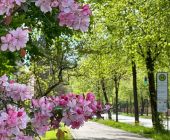 Frühlingsgrüße aus der Prinzregentenstraße_02