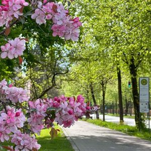 Frühlingsgrüße aus der Prinzregentenstraße_02