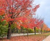 Herbst in Rosenheim 03