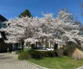 Frühlingsblüten an der Luitpoldhalle_02