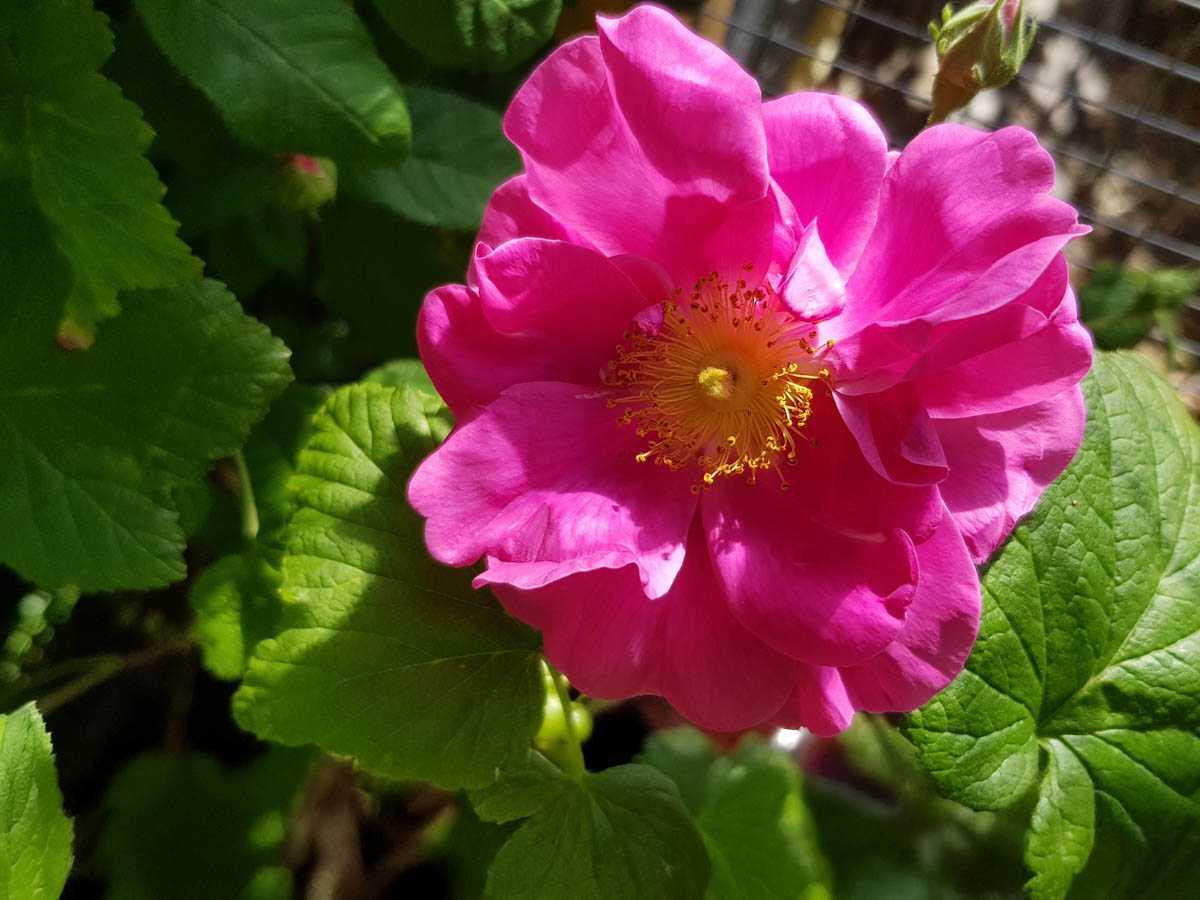 lieblingskraeuter-rose-copyright-bettina-soelch