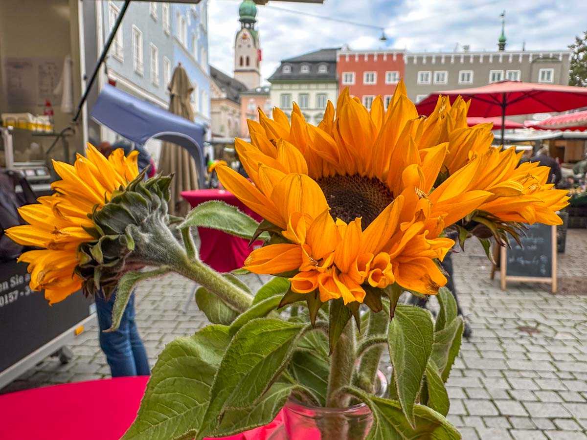 sonnenblumen-gruener-markt-credit-stadttipps-rosenheim