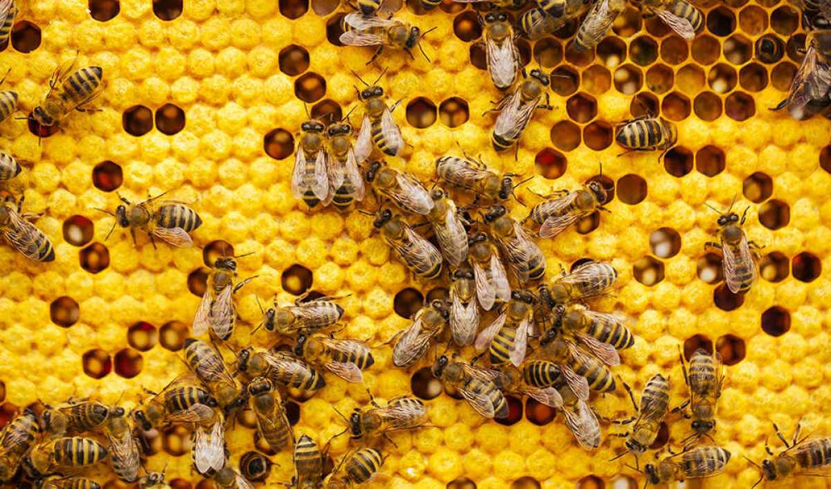Weltbienentag im Gartencenter Nickl in Rosenheim & Kolbermoor