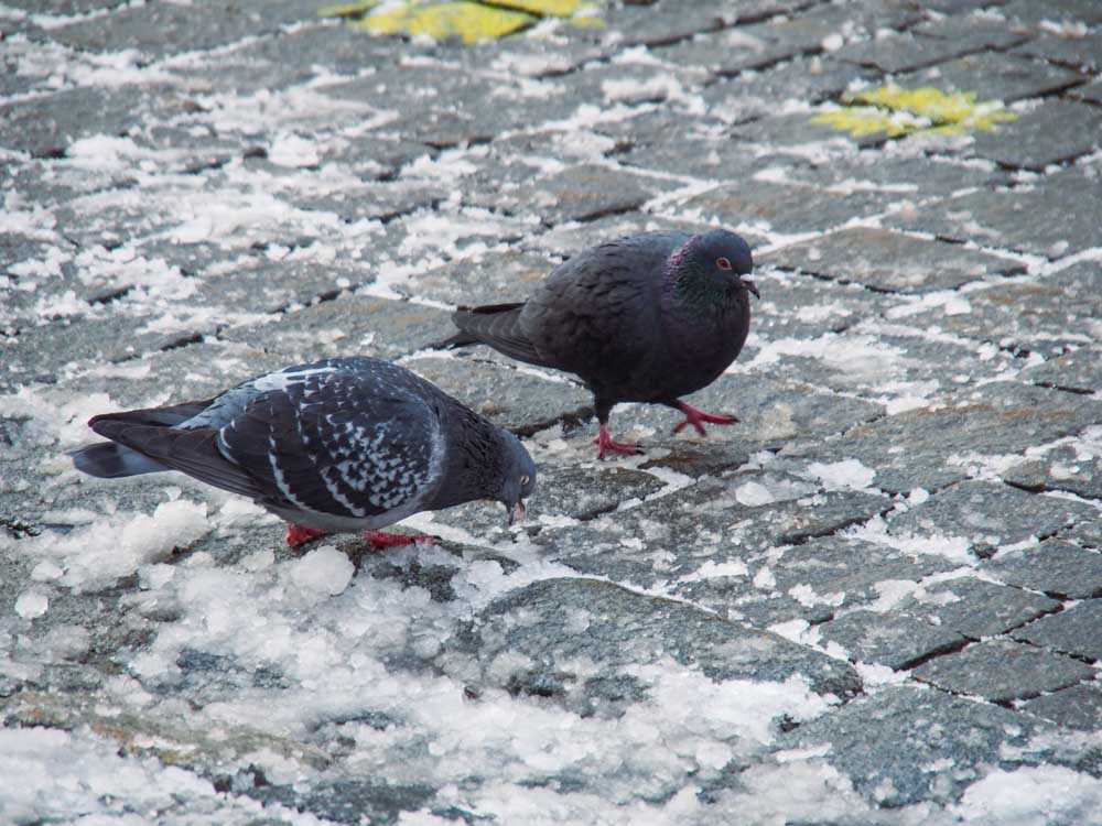 Rosenheim im Winter 015