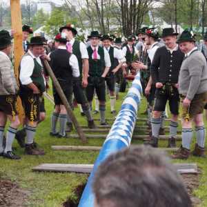 Der Rosenheimer Maibaum steht im Mangfallpark Süd_01
