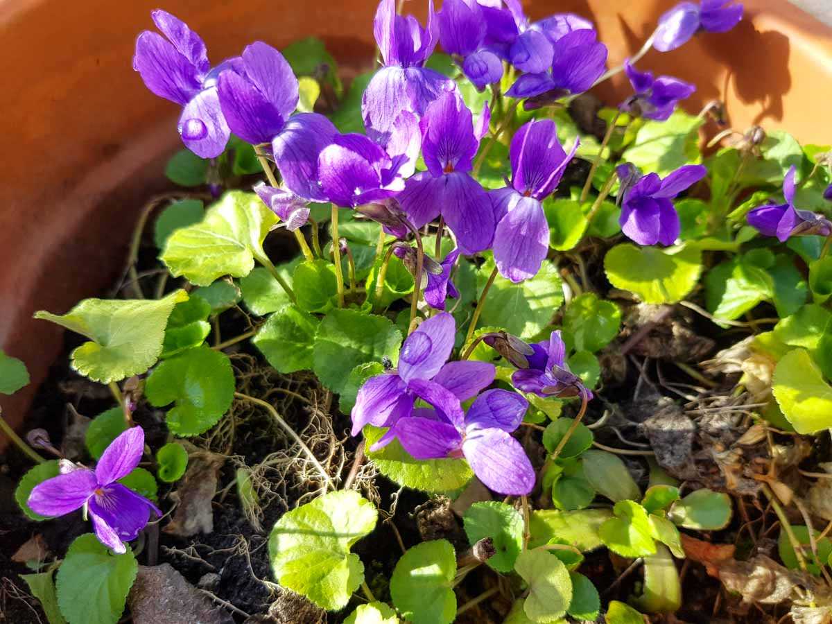 lieblingskraeuter-veilchen-copyright-bettina-soelch