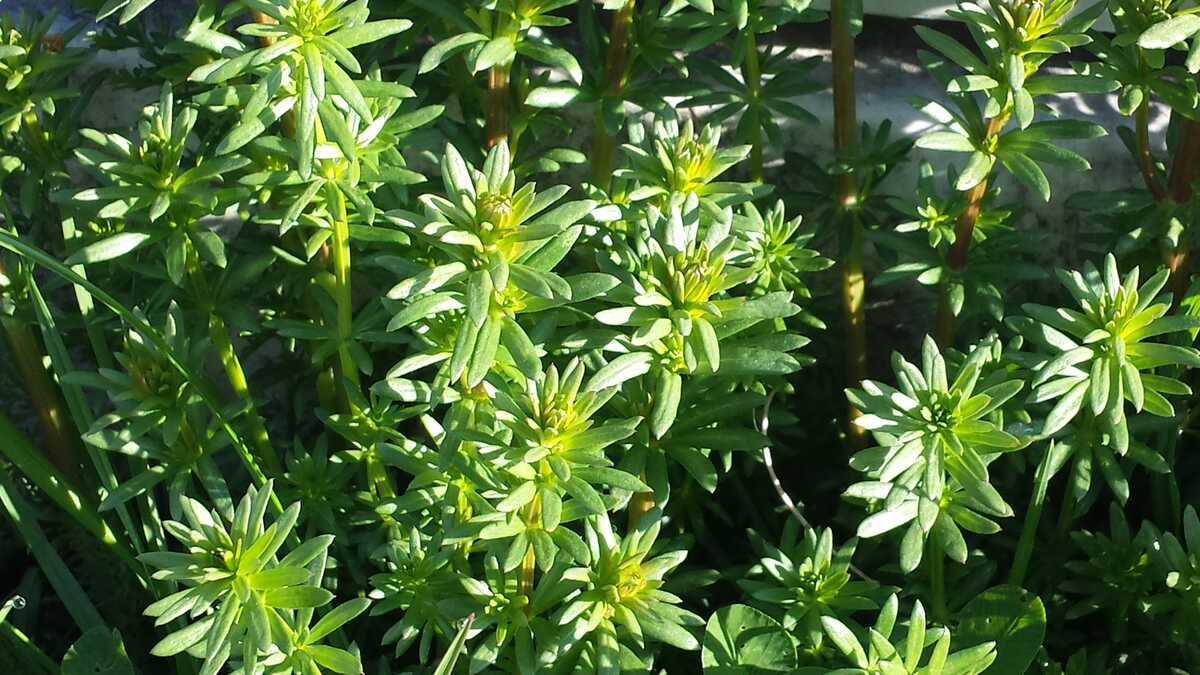 Kräuterwanderung im Kurpark Bad Endorf & Simsseemoos