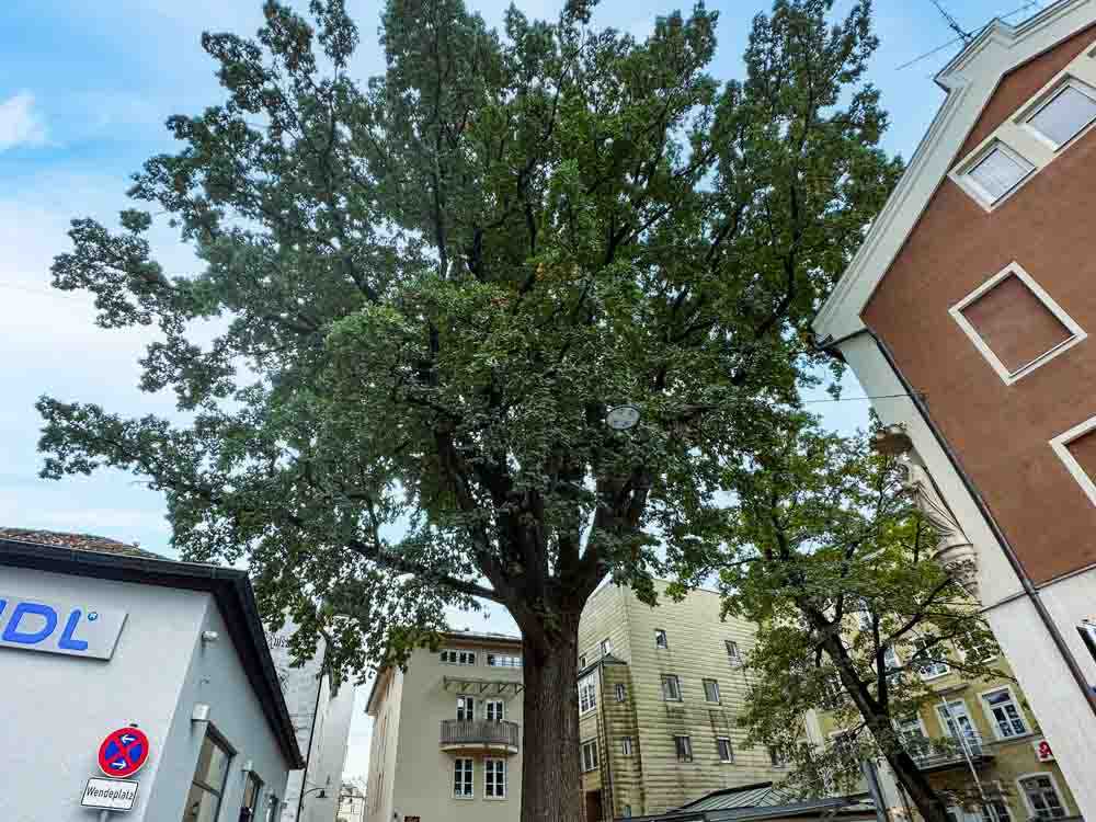 stadtoekologischer_themenweg©stadttipps_rosenheim_03