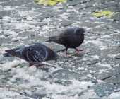 Wintermärchen Rosenheim_03