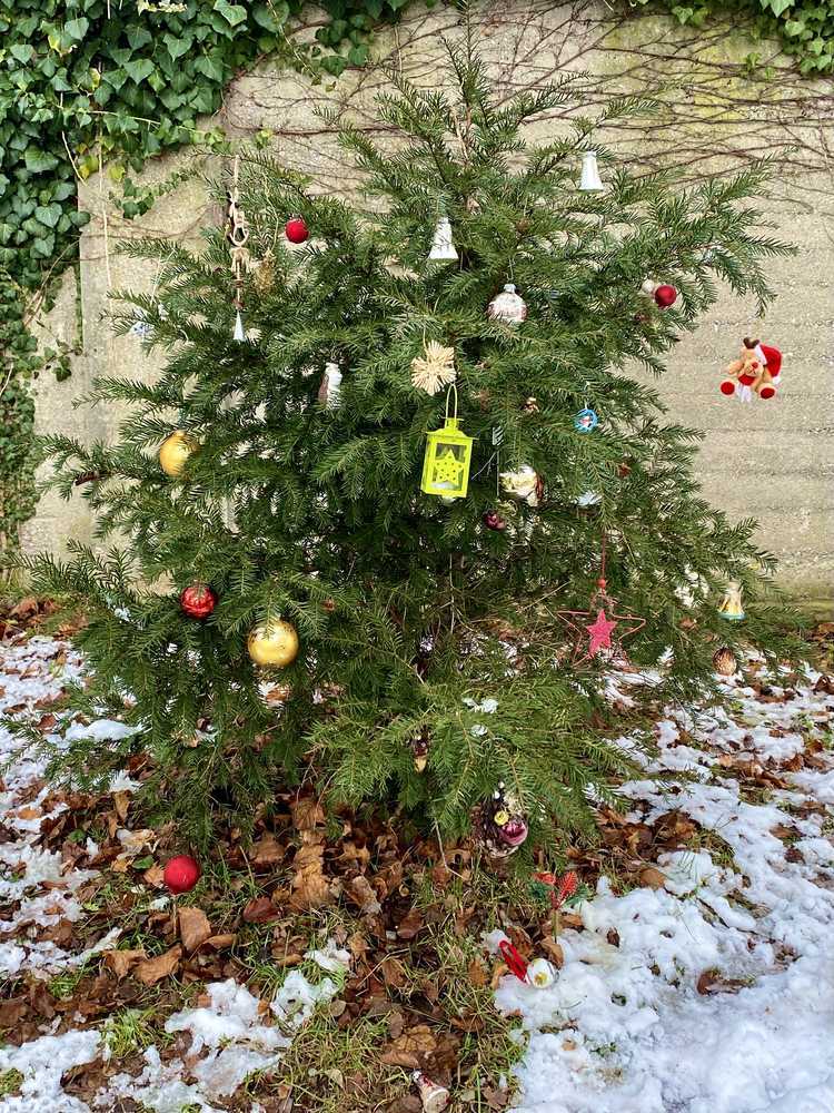 Weihnachtsbäumchen am Friedhofweg