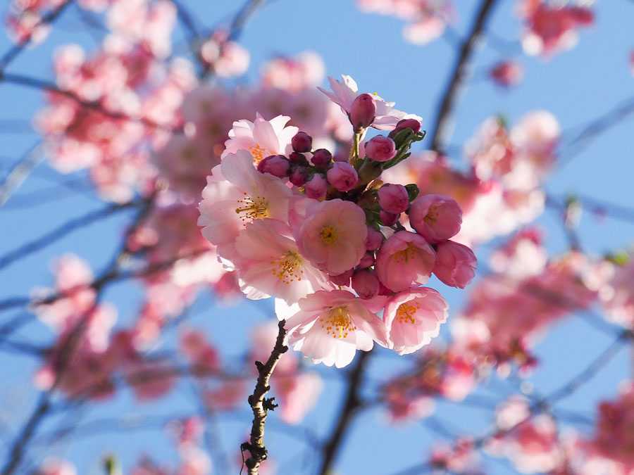 Frühlingsbilder aus Rosenheim