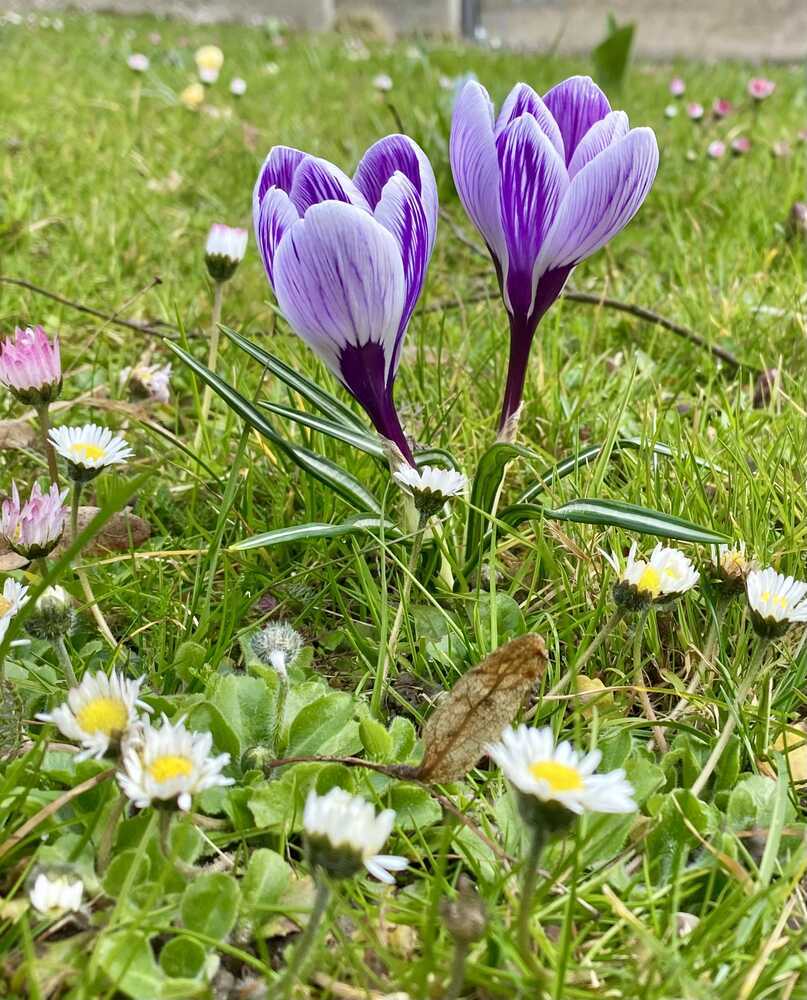 Bleami Frühlingswiese